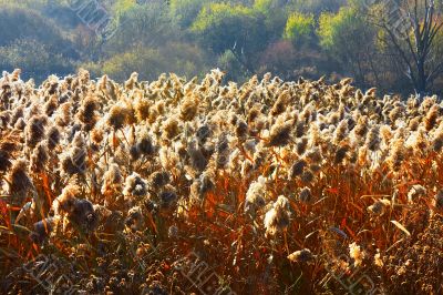 Marsh landscape