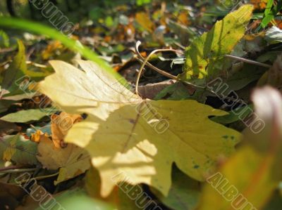 Yellow fallen leaf of acer on the green grass
