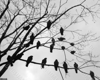 Doves in a tree