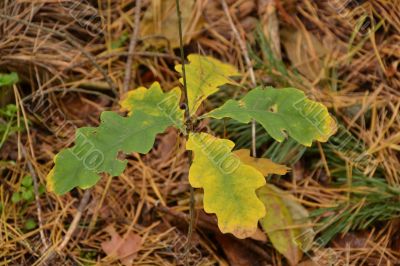 Young oak