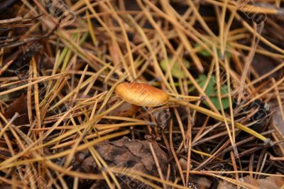 Small mushroom