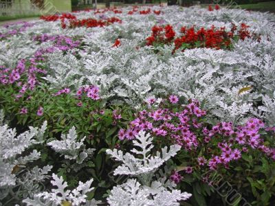 Bed of flowers after rain. 