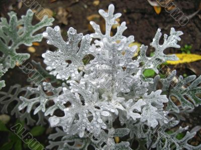 Bed of flowers after rain. 