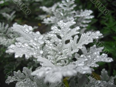 Bed of flowers after rain. 