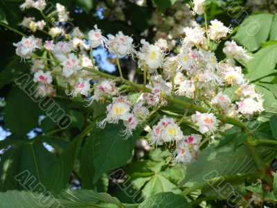 The chestnut blossoms