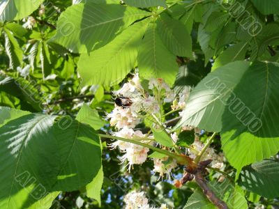 Chestnut, a bumblebee, leaves, flowers