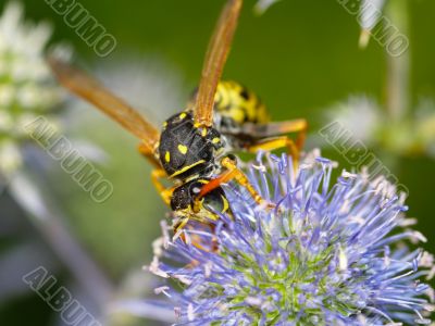 Vespula germanica