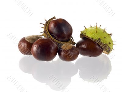 chestnut