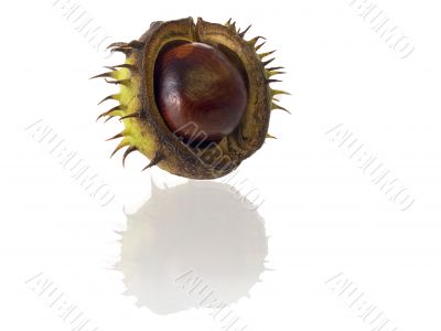 chestnut