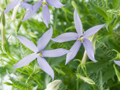 blue star
