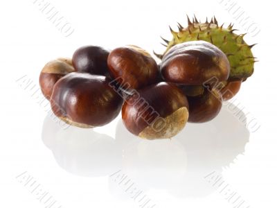 chestnut