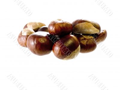 chestnut