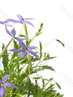blue star
