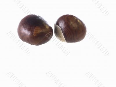 chestnut