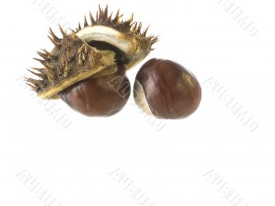 chestnut