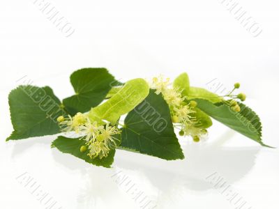 lime