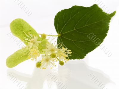 lime