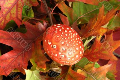 amanita