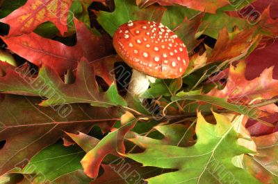 amanita