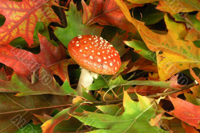amanita