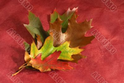 leaves