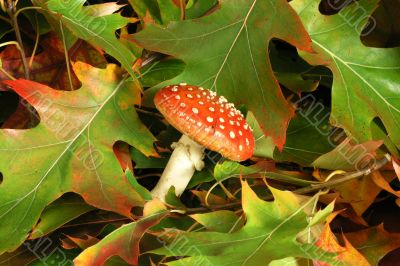amanita