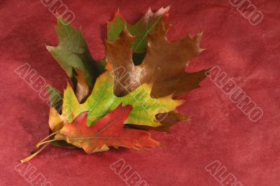 leaves
