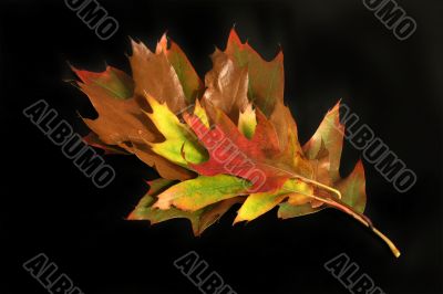 leaves