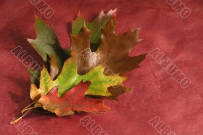 leaves