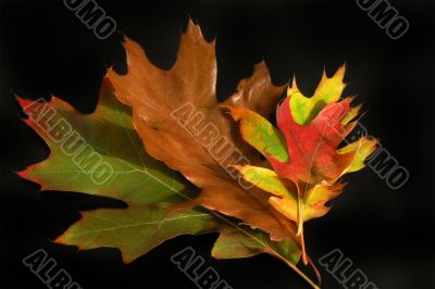 leaves