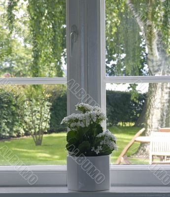 Window
