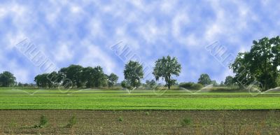 Sprinklers 