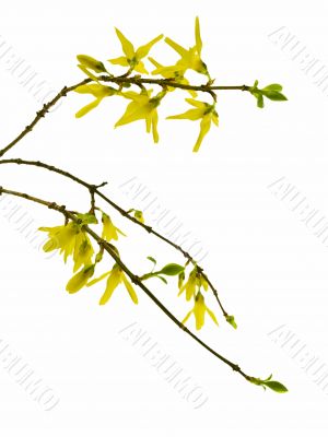 forsythia 