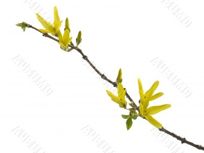 forsythia 