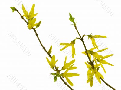 forsythia 