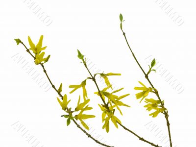 forsythia 