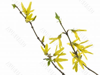forsythia 