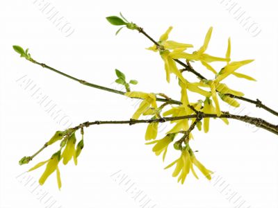 forsythia 