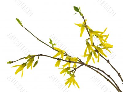 forsythia 