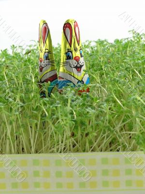 Chocolate easter bunny