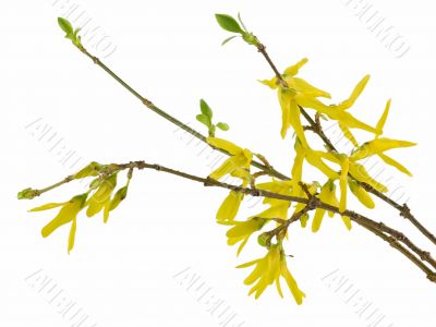 forsythia 