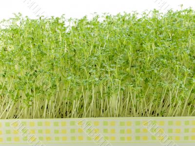 watercress