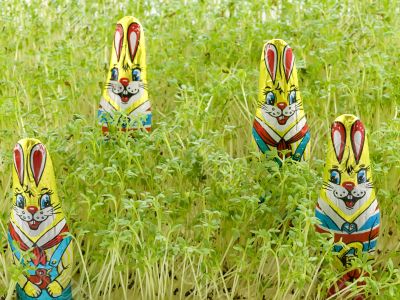 Chocolate easter bunny