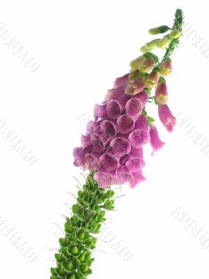 foxglove
