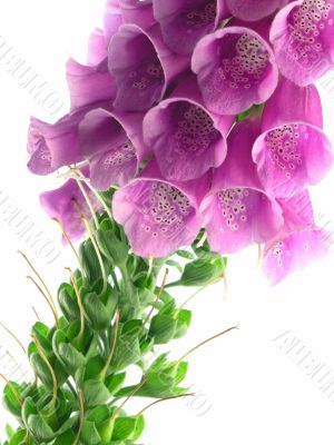 foxglove