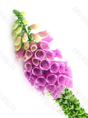 foxglove