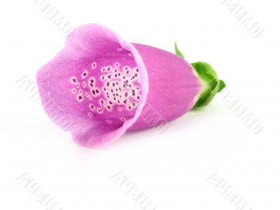 foxglove