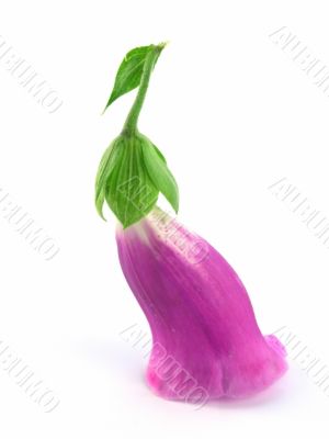 foxglove