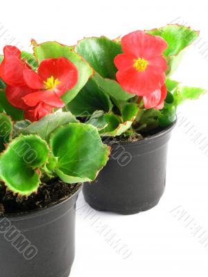 begonia 
