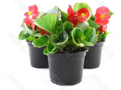 begonia 